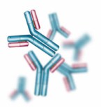 antibody