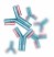 antibody