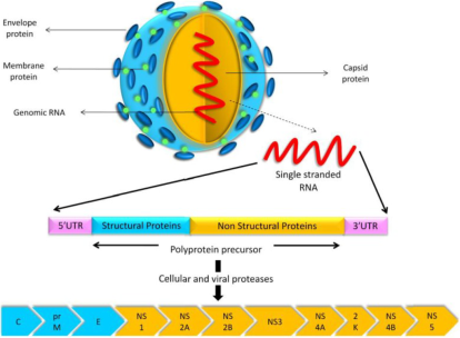 viruses-07-00219-g002-1024