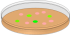 orange-petri-dish-with-pink-and-green-bacterial-colonies-md
