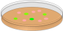 orange-petri-dish-with-pink-and-green-bacterial-colonies-md