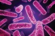 1009xrds_bacteria_article