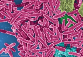 bill-pseudomonasaeruginosa