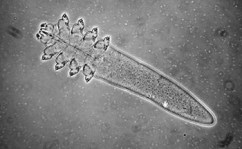 demodex_folliculorum