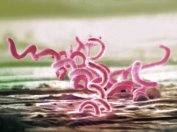 syhphilis-1-7010e1ef272ab962a1a800950af9de7151ce337e-s800-c85